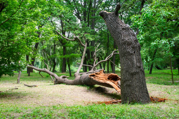 How Our Tree Care Process Works  in  East Camden, SC