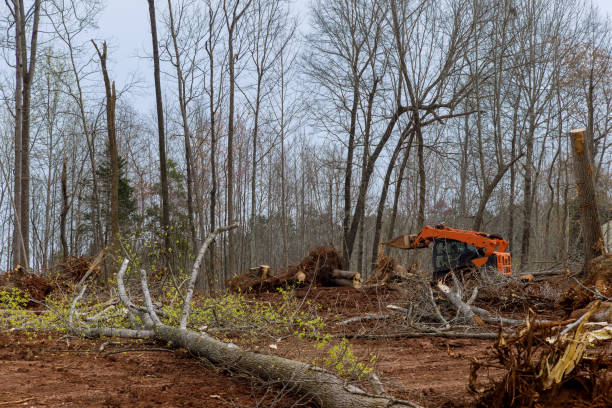 Professional Tree Care in East Camden, SC